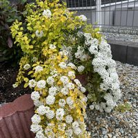 コデマリ,コデマリ ゴールドファウンテン,おぎはら植物園,小さな庭の画像