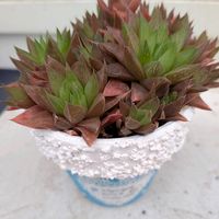 ハオルチア,ドラゴンボール,多肉植物,かわいい,きれいの画像
