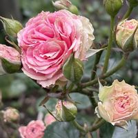 シャクヤク,ライスフラワー,ミミエデン,春菊の花,今朝の庭の画像