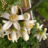 カボス,カボス,カボスの花,カボスの花,カボスの花の画像