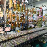 多肉植物,多肉大好き,洋ラン,花のある暮らし,つぶつぶの画像