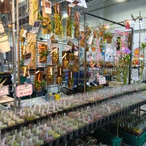 多肉植物,多肉大好き,洋ラン,花のある暮らし,つぶつぶの画像