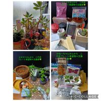 神刀,多肉ラボ©,ウサ耳祭り,毎月3日は耳の日,われら17年組の画像