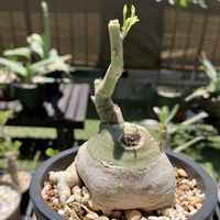 アデニア・グラウカ,多肉植物,塊根植物,コーデックス,花のある暮らしの画像