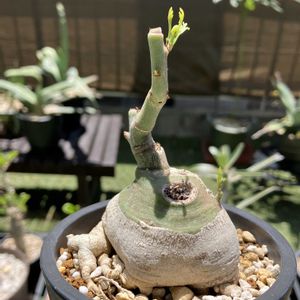 アデニア・グラウカ,多肉植物,塊根植物,コーデックス,花のある暮らしの画像