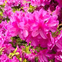 アザレア,ツツジ,ヒラドツツジ,オオムラサキツツジ,ピンクの花の画像
