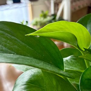 ポトス,観葉植物,水やり,インテリアグリーン,観葉植物のある暮らしの画像