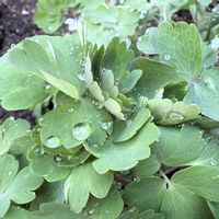 オダマキ,チオノドクサ,西洋オダマキ,我が家の花壇,葉っぱの画像
