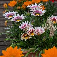 ガザニア,サンパチェンス,紫陽花,二十日大根,スナップエンドウの画像