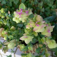 オレガノ ケントビューティー,癒し,花のある暮らし,庭の画像