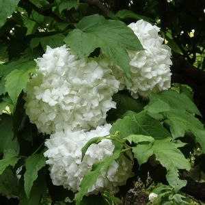 植栽,園芸種,ガマズミ科ガマズミ属,東京都農林総合研究センター,われら樹木探検隊の画像