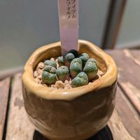 コノフィツム,多肉植物,植え替え,ベランダガーデニング,多肉植物のある暮らしの画像