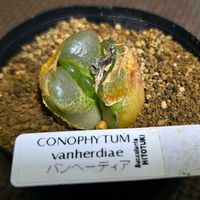 コノフィツム,バンヘーディア,ヴァンヘーディア,多肉植物,コノフィツム属の画像