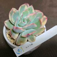 エケベリア,ルエラ,ルエラ錦,多肉植物,エケベリア属の画像