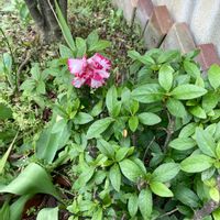 ジンチョウゲの画像