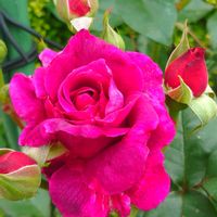 グレコマ,ミニバラ,薔薇ピース,薔薇　イントゥリーグ,薔薇　ドルトムントの画像