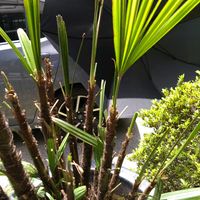 カンノンチクの画像