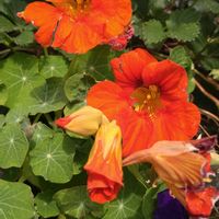 キンレンカ,ナスタチューム,ビタミンカラー,花のある暮らし,SDGsの画像