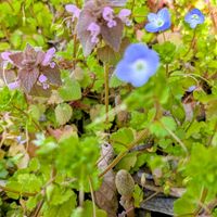 オオイヌノフグリ,ツクシ,ヒメオドリコソウ,花のある暮らし,植物好きの画像