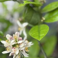レモン,すだち,かわいいな♡,花のある暮らし,お花が好き♡の画像