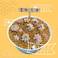 多肉植物,放置多肉,おもち,つぶつぶ屋,年中屋外いけるかな？の画像