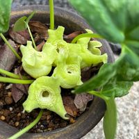 カンアオイ,原種,カンアオイ類,カンアオイ サイシン,珍奇植物好きの画像