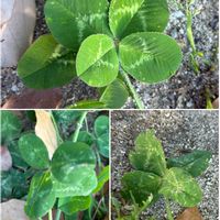 四つ葉のクローバー,白詰草,白詰草（クローバー）,幸せの四つ葉のクローバー,幸せの四つ葉のクローバーの画像