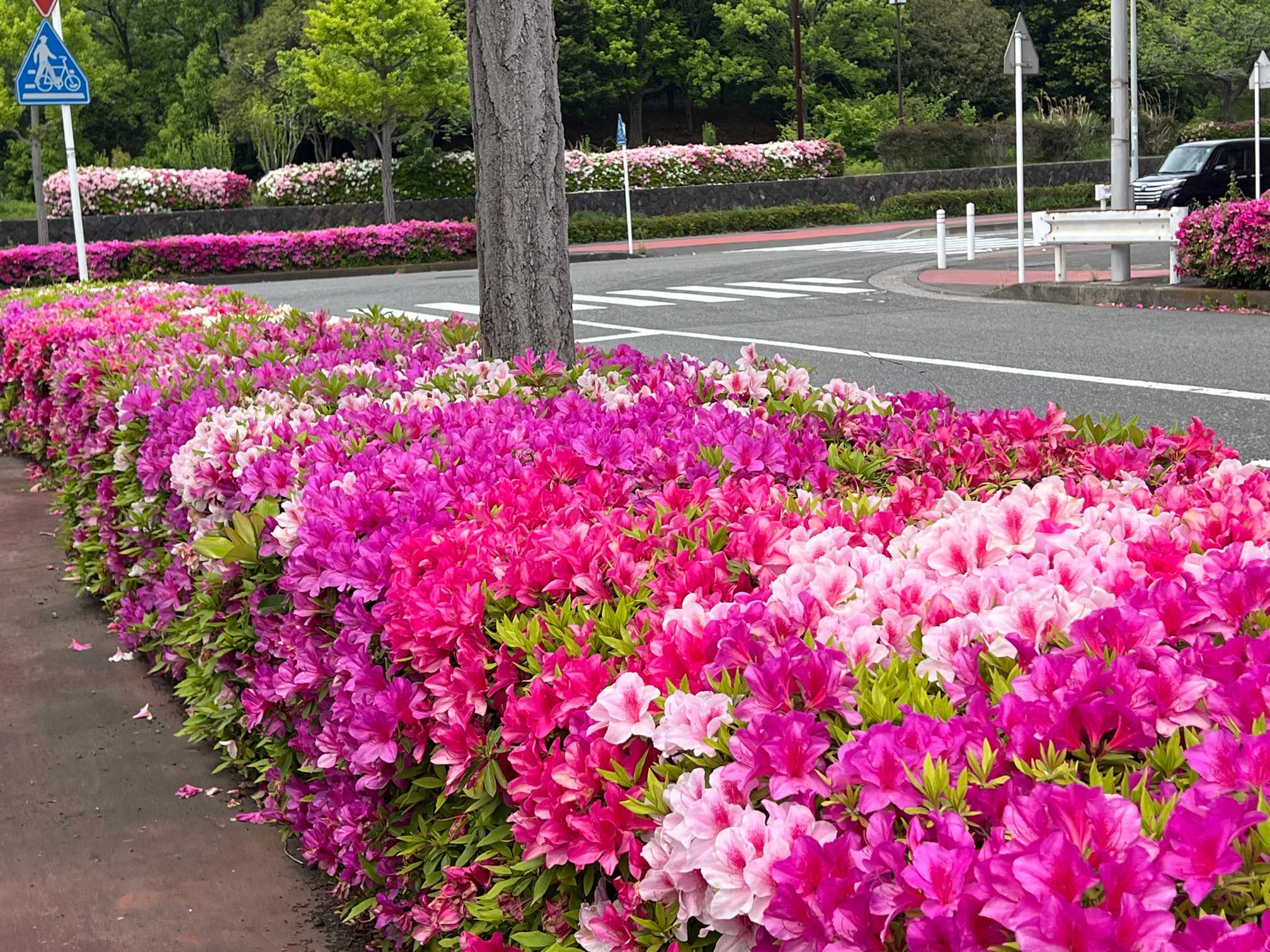 つつじの季節｜🍀GreenSnap（グリーンスナップ）