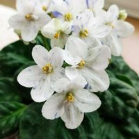 セントポーリア,African Violet,SP,SP,セントポーリア タローの画像