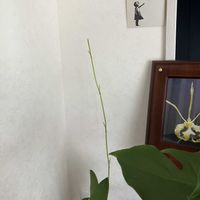 モンステラ,オンシジューム,サイコプシス　パピリオの画像