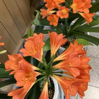 オダマキ,クンシラン,ヒメウツギ,いつもありがとう♡,今日のお花の画像