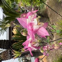 クルクマの画像