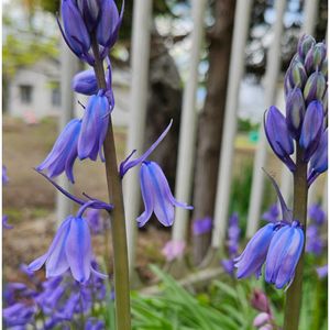 クレマチス,ハオルチア オブツーサ,多肉のお花,ツリガネスイセン,スパニッシュブルーベルの画像
