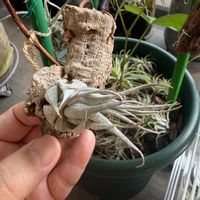 チランジア,エアプランツの画像