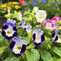 トレニア,白い花,紫の花,ピンクの花,花のある暮らしの画像