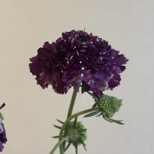 スカビオサ,お花屋さん,花のある暮らし,ガラスの花瓶,町のお花屋さんの画像