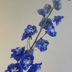 デルフィニウム,お花屋さん,花のある暮らし,ガラスの花瓶,町のお花屋さんの画像