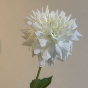ダリア,お花屋さん,花のある暮らし,ガラスの花瓶,町のお花屋さんの画像