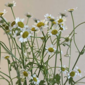 マトリカリア,お花屋さん,花のある暮らし,ガラスの花瓶,町のお花屋さんの画像