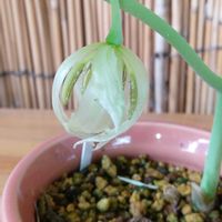 盆栽,庭木,山野草,生け花,道の駅の画像