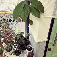 アボカド,土植え☆の画像