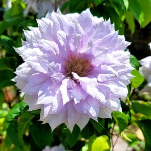 地植え,かわいいな♡,大好きなお花,ひとめぼれ♡,お花好きの画像