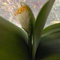 マユハケオモトの画像