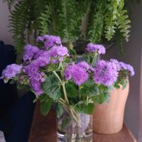 観葉植物,切り花,可愛い,花瓶,花束の画像