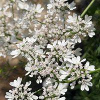 パクチー,パクチー,コリアンダー,ハーブ,いい香りの画像