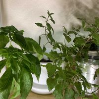 バジル,レモンバーム,ハダニ対策,家庭菜園の画像