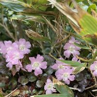 イワウチワ,カタクリの花,かわいい,山野草,山登りの画像