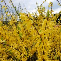 レンギョウ,モクセイ科,平和を願う,幸せの黄色いお花,医療関係者に感謝の画像