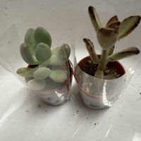 桃美人,黒兎,多肉植物,ホームセンターの画像