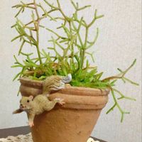 リプサリス,猿恋葦,窓辺の画像